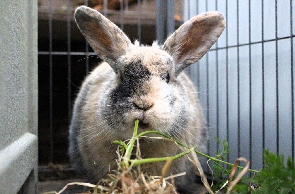 Jumper is gereserveerd