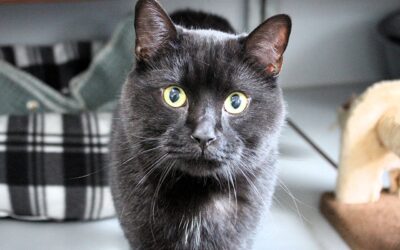 Loki is geplaatst :)