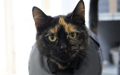 Mitsy is gereserveerd