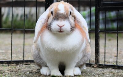 Snickers is gereserveerd