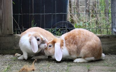 Snuffie & Snickers