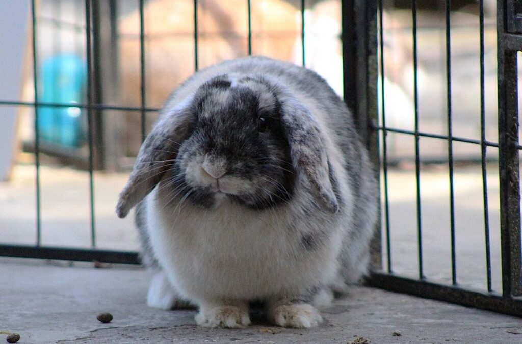 Snoepy is gereserveerd