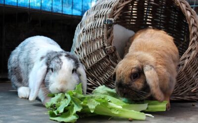 Bruintje, Fluffy & Doodle zijn gereserveerd
