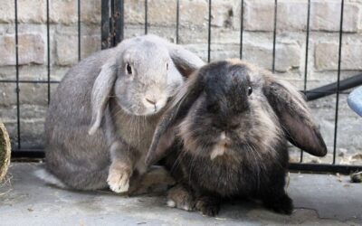 Hopps & Slash
