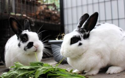 Nibbit & Pebbles